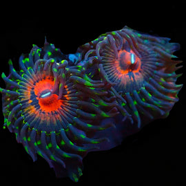 Reverse Hallucination zoas **RARE!!