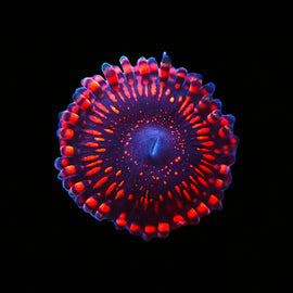 Campfire zoas