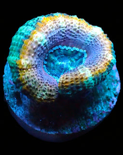 Ultra Acan