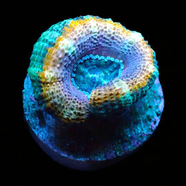 Ultra Acan