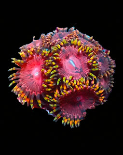 Aphrodite Zoa