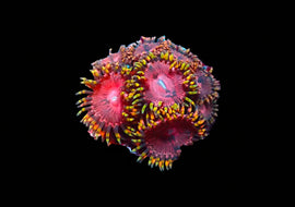 Aphrodite Zoa