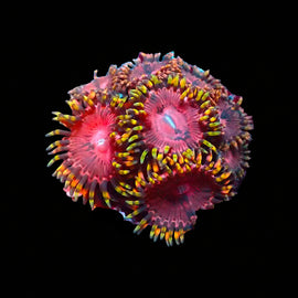 Aphrodite Zoa