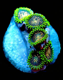 comet combustion zoas