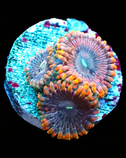 Fairy Farts Tripple Polyp