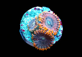 Fairy Farts Tripple Polyp