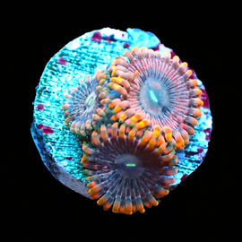Fairy Farts Tripple Polyp