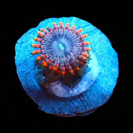 fairy farts zoas