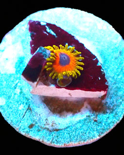 Great Owl Zoas