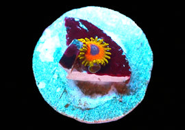 Great Owl Zoas