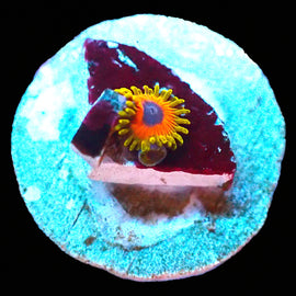 Great Owl Zoas