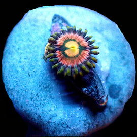 RR USA Kraken zoa