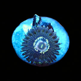 Queen Krak zoas