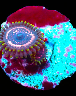 WWC psychosis zoa