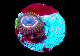 WWC psychosis zoa