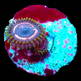 WWC psychosis zoa
