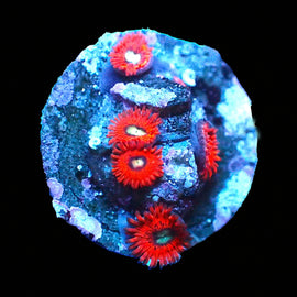 Charmander zoas