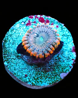Fairy Farts Zoa