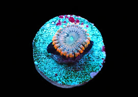 Fairy Farts Zoa