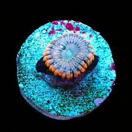 Fairy Farts Zoa
