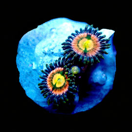 RR USA Kraken Zoas