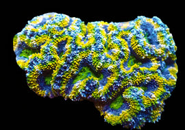 ULPS Fools Mardi Gras Ultra Acan