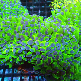 Cultured Neon Green branching Frammer with blue tips