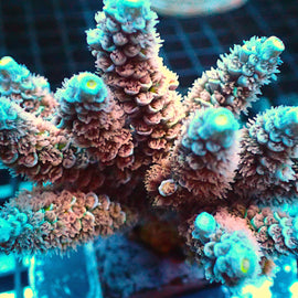 Lady in Pink Acropora