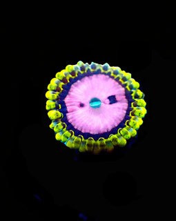 Pink Diamond Zoa